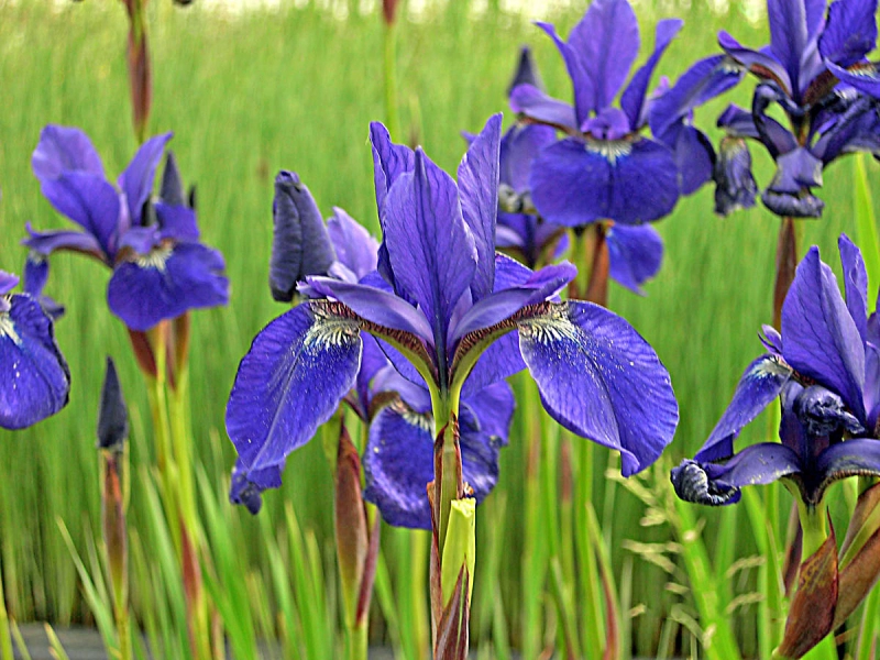 Wiesenschwertlilie - Iris Sibirica